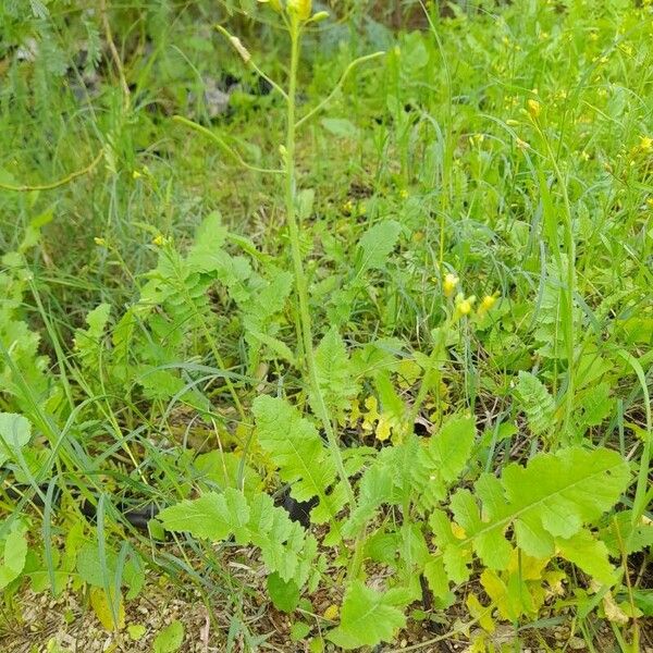 Brassica tournefortii आदत