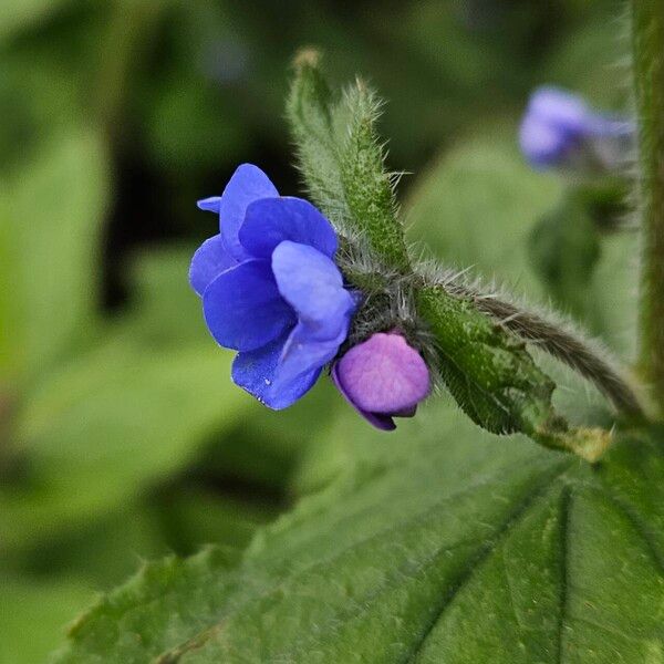 Pentaglottis sempervirens Flower