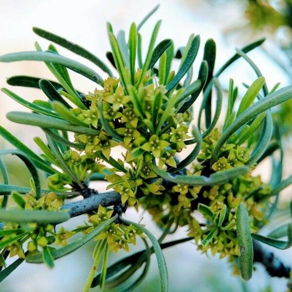 Rhamnus lycioides Flower