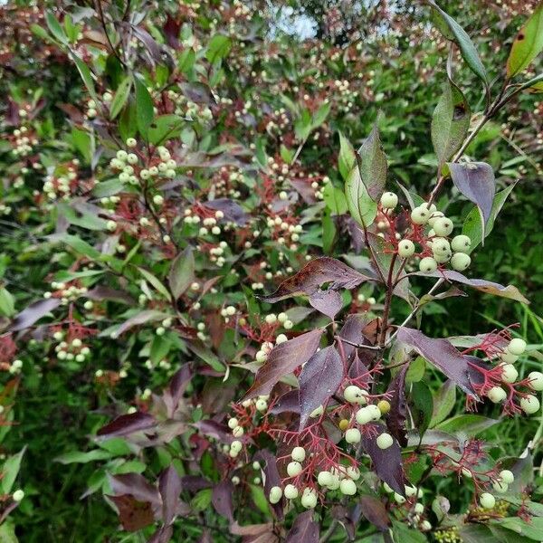 Cornus racemosa ഫലം