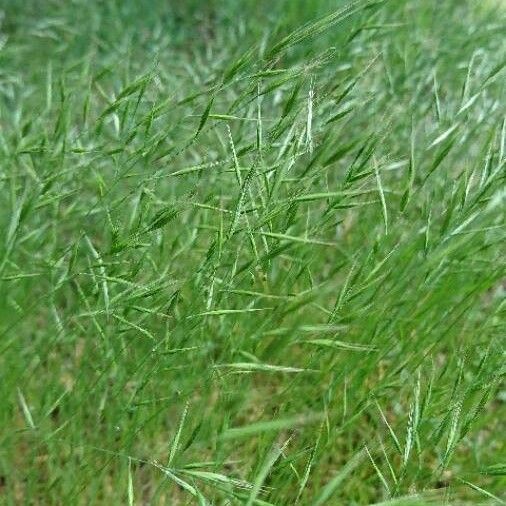 Avena strigosa Flower