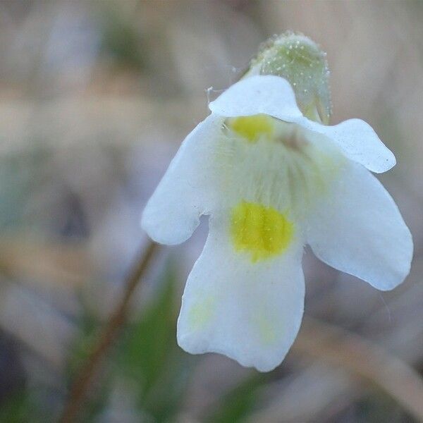 Pinguicula alpina Kwiat