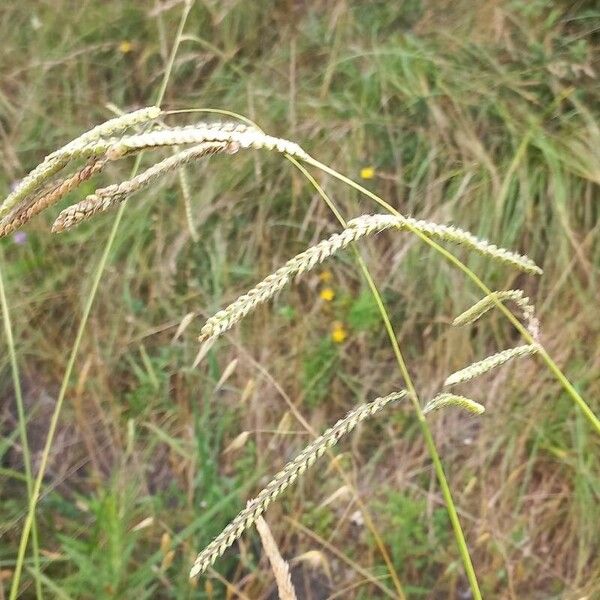 Paspalum dilatatum Кветка