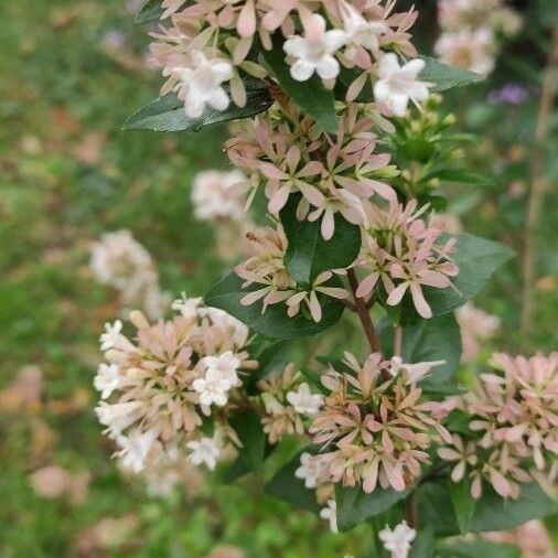 Abelia chinensis Flor