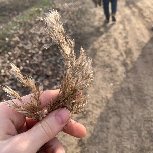 Phragmites australis Fruit