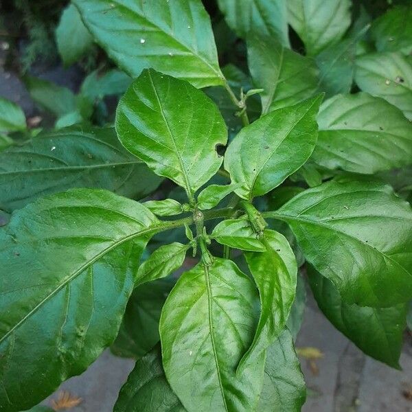 Capsicum chinense Kaarna