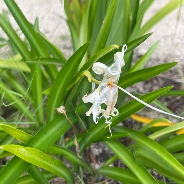 Hymenocallis littoralis फूल