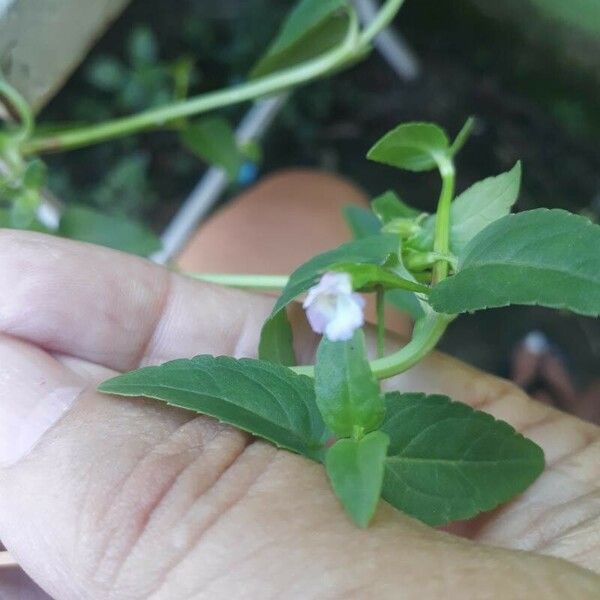 Torenia thouarsii Leht