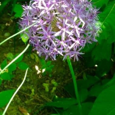 Allium nigrum Flower