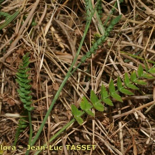 Sison segetum Blatt