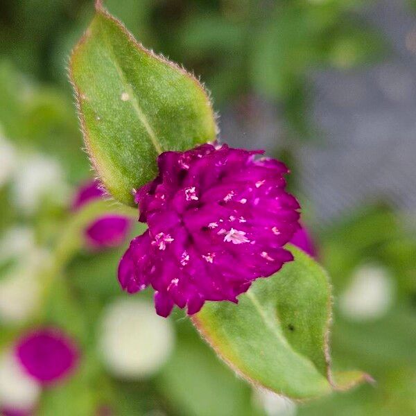 Gomphrena globosa Flor