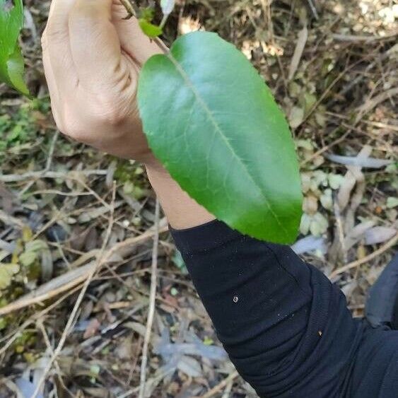 Lomatia hirsuta Foglia