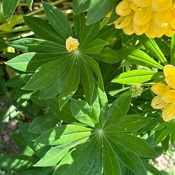 Lupinus arboreus Φύλλο