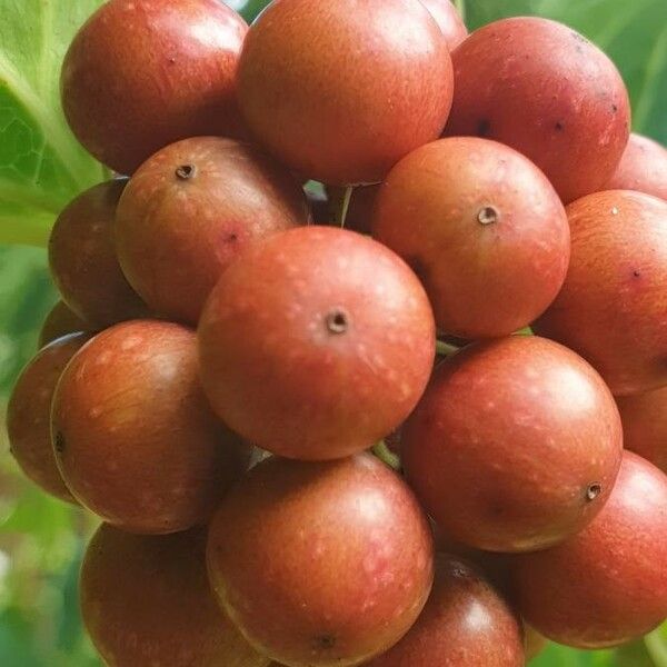 Smilax rotundifolia ᱡᱚ