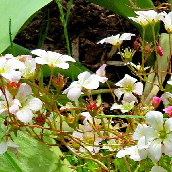 Saxifraga rosacea Flower