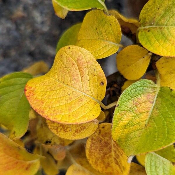 Salix nakamurana Fulla