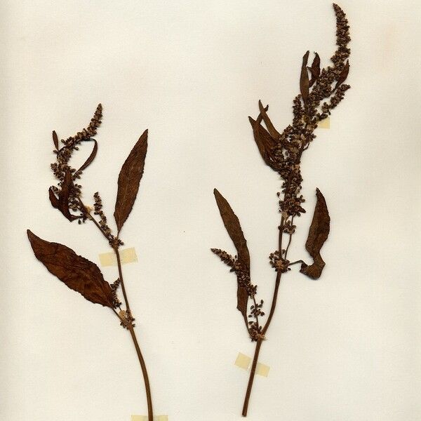 Rumex salicifolius Celota