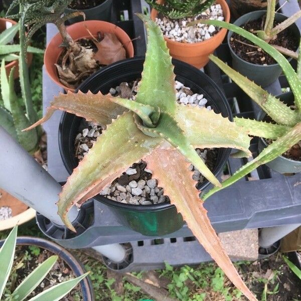 Aloe elgonica Φύλλο