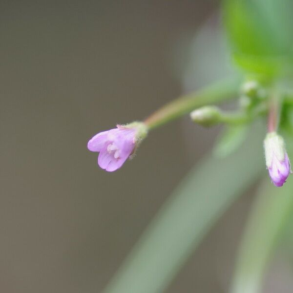 Epilobium parviflorum Blodyn