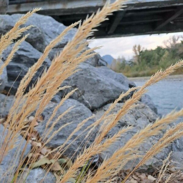 Achnatherum calamagrostis Цвят