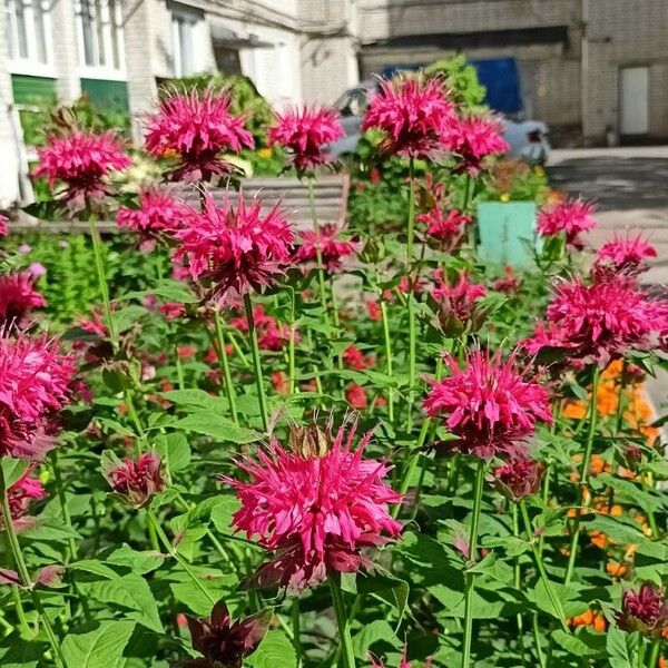 Monarda didyma 花