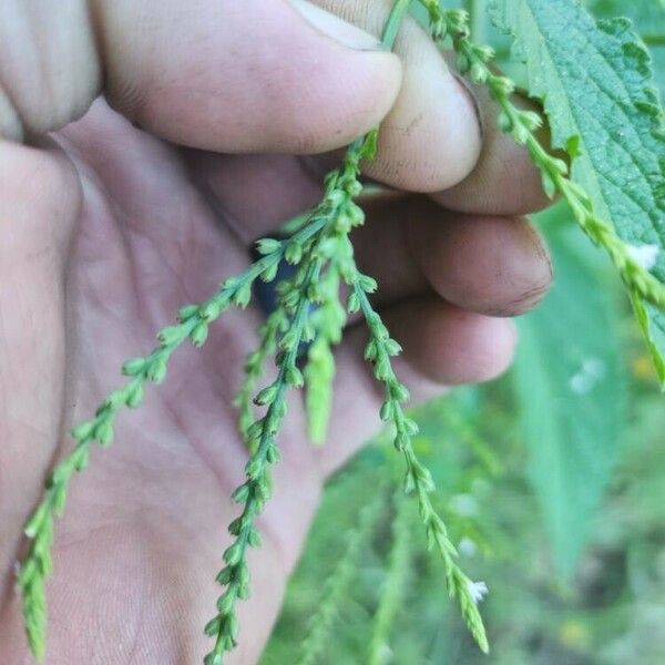 Verbena urticifolia 果實