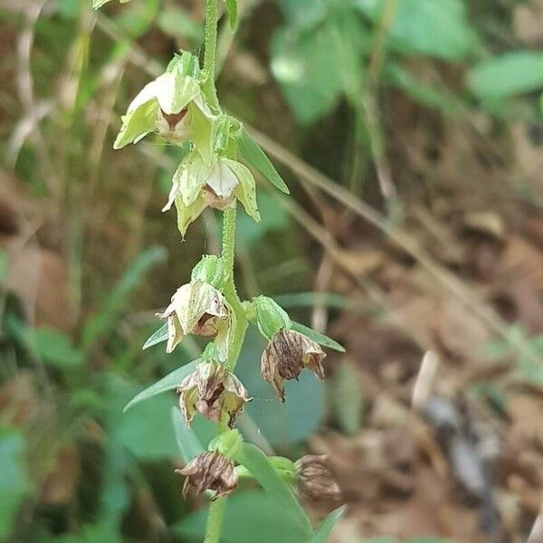 Epipactis muelleri Kukka