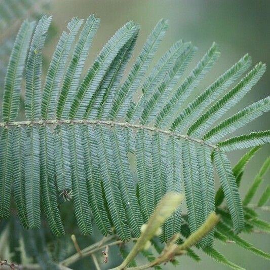 Acacia mearnsii Annet