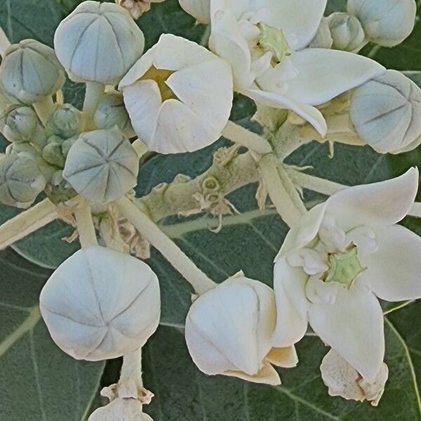 Calotropis procera Flor