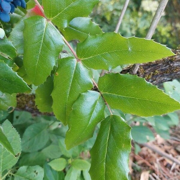 Berberis aquifolium Φύλλο