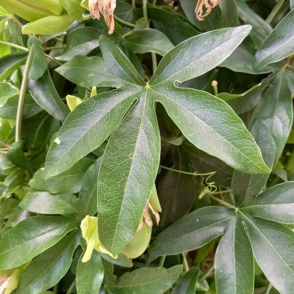 Passiflora caerulea Hoja