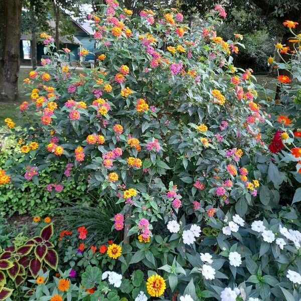 Lantana camara Blodyn