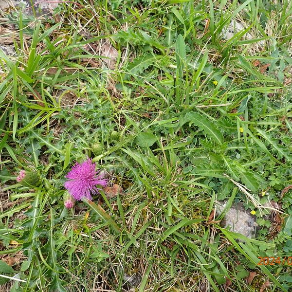 Cirsium acaule Leaf