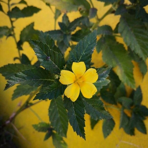 Turnera ulmifolia 花