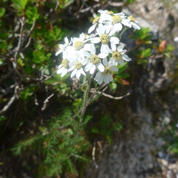 Achillea atrata Žiedas