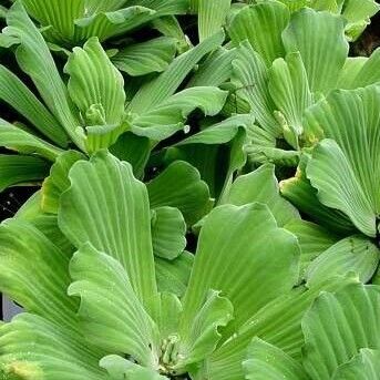 Pistia stratiotes برگ