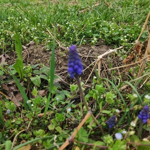 Muscari botryoides Flower