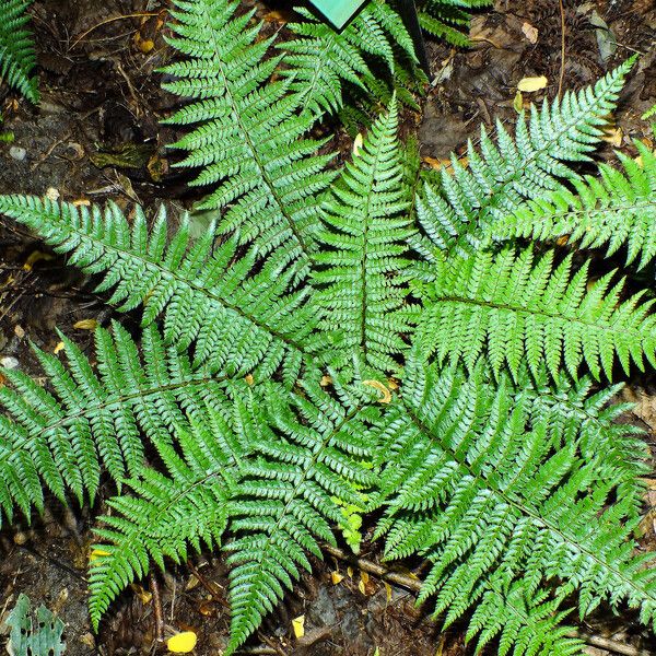 Polystichum braunii Staniste