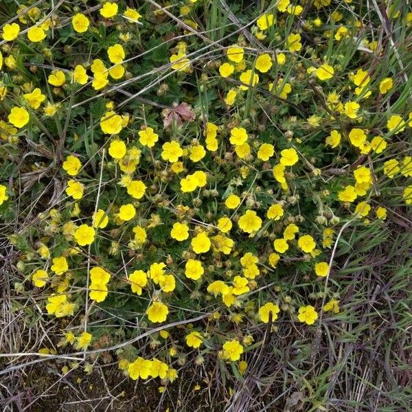 Potentilla pedata 花