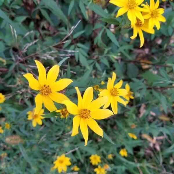 Coreopsis major 花