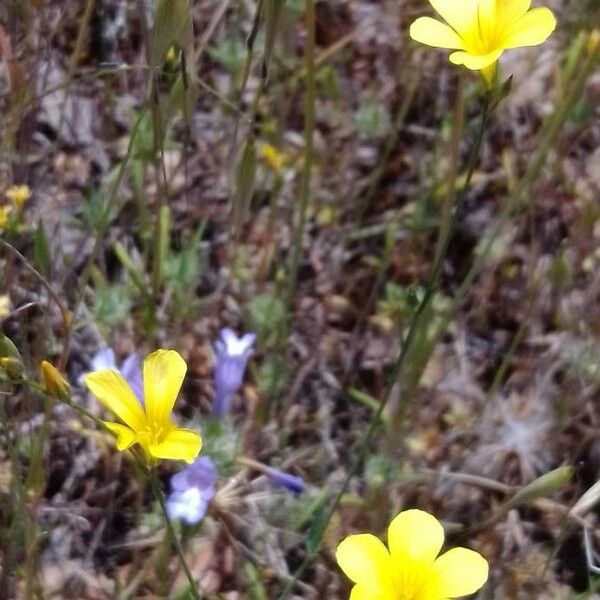 Linum maritimum പുഷ്പം