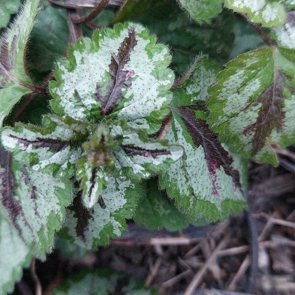 Lamium galeobdolon Levél