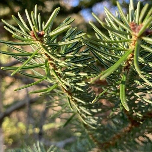 Abies cephalonica Levél