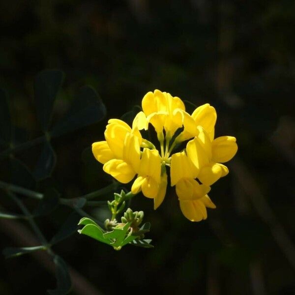 Coronilla glauca 花