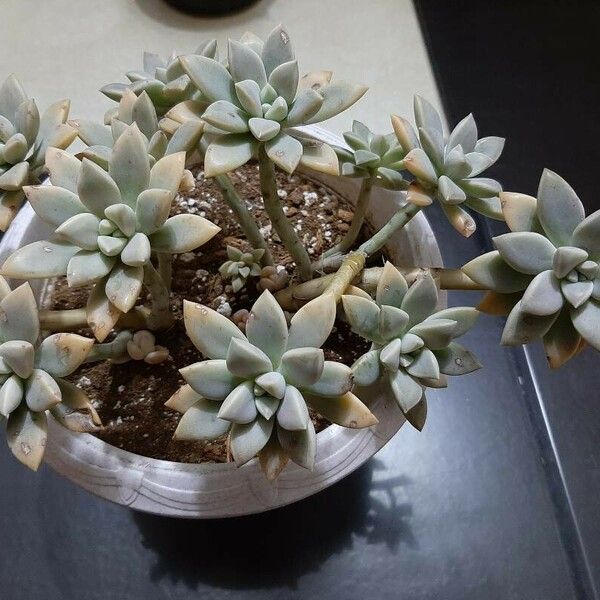 Graptopetalum paraguayense Yaprak