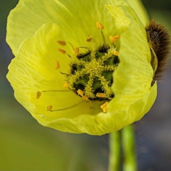 Papaver radicatum പുഷ്പം