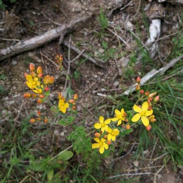 Hypericum pulchrum Flower