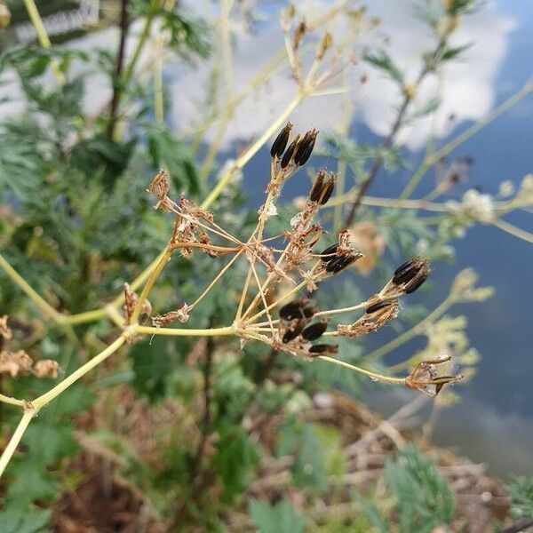 Chaerophyllum bulbosum Ffrwyth