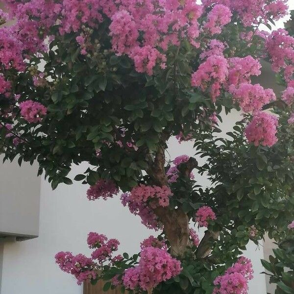 Lagerstroemia indica Flower