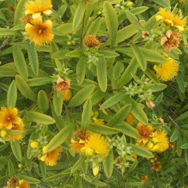 Hypericum prolificum Žiedas